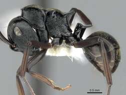 Image de Polyrhachis calliope Emery 1900