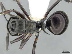 Image de Polyrhachis calliope Emery 1900