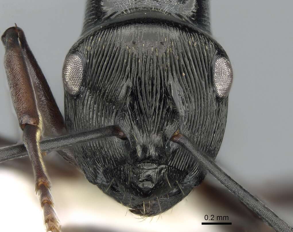 Image de Polyrhachis calliope Emery 1900