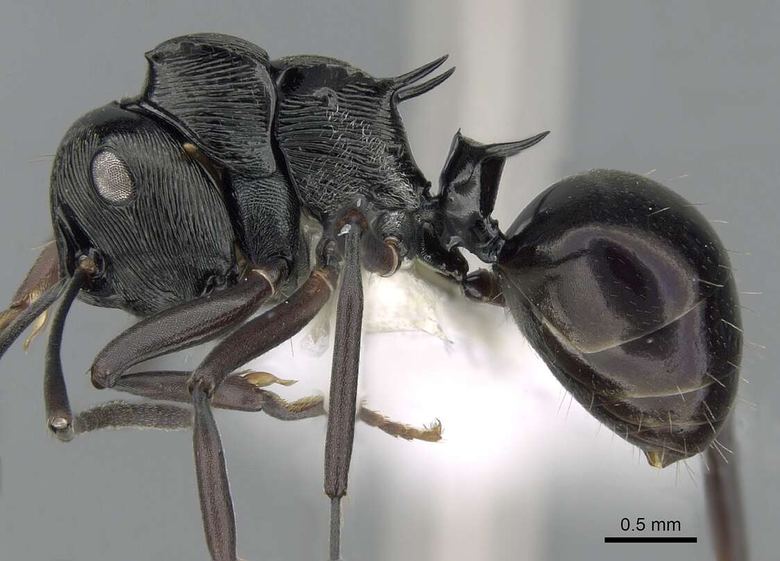 Image de Polyrhachis calliope Emery 1900