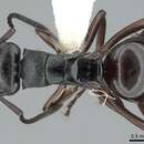 Image of Polyrhachis clio Forel 1902
