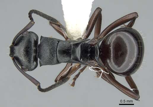 Image de Polyrhachis clio Forel 1902