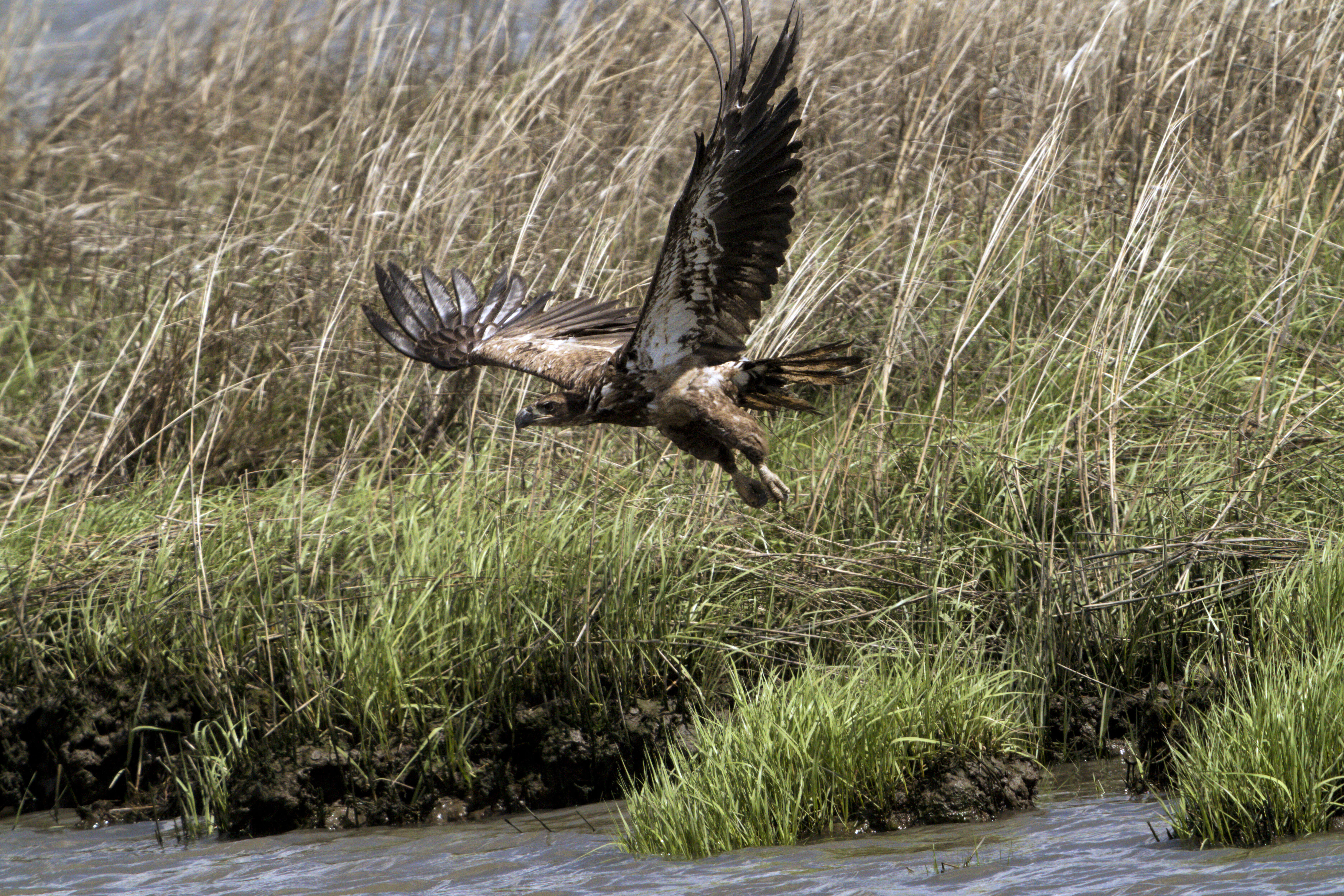 Image of Bald Eagle