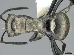 Image de Polyrhachis cupreata Emery 1895