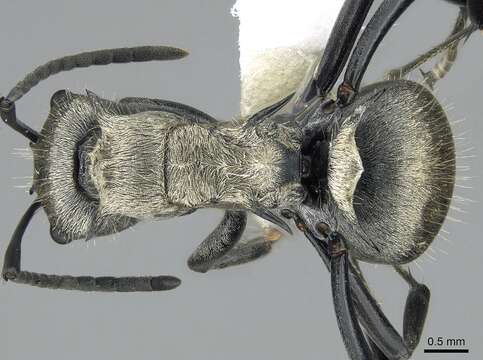 Image of Polyrhachis cupreata Emery 1895