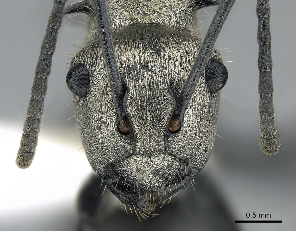 Image de Polyrhachis cupreata Emery 1895