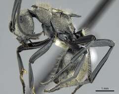 Image de Polyrhachis cupreata Emery 1895