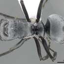 Image of Polyrhachis inermis Smith 1858