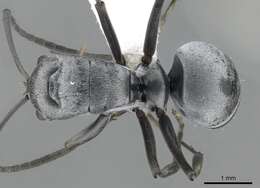 Image de Polyrhachis inermis Smith 1858