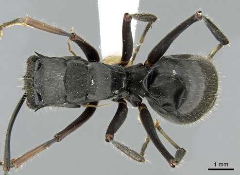 Image of Polyrhachis continua Emery 1887