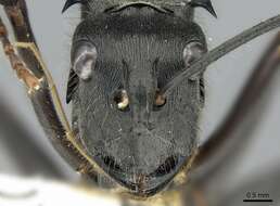 Image of Polyrhachis continua Emery 1887