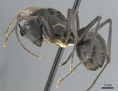 Image of Polyrhachis continua Emery 1887