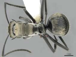 Image of Polyrhachis foreli Kohout 1989