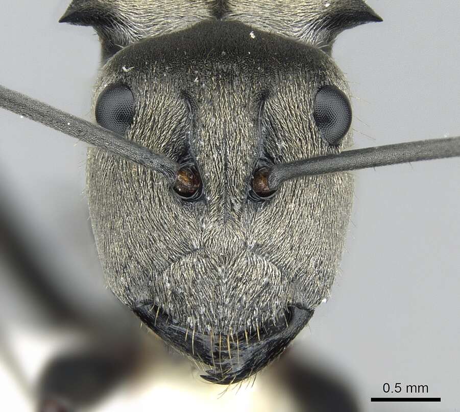 Image of Polyrhachis foreli Kohout 1989