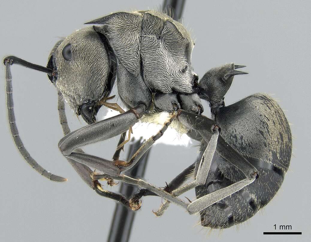 Image of Polyrhachis foreli Kohout 1989