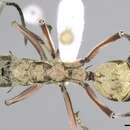 Image of Polyrhachis aureovestita Donisthorpe 1937