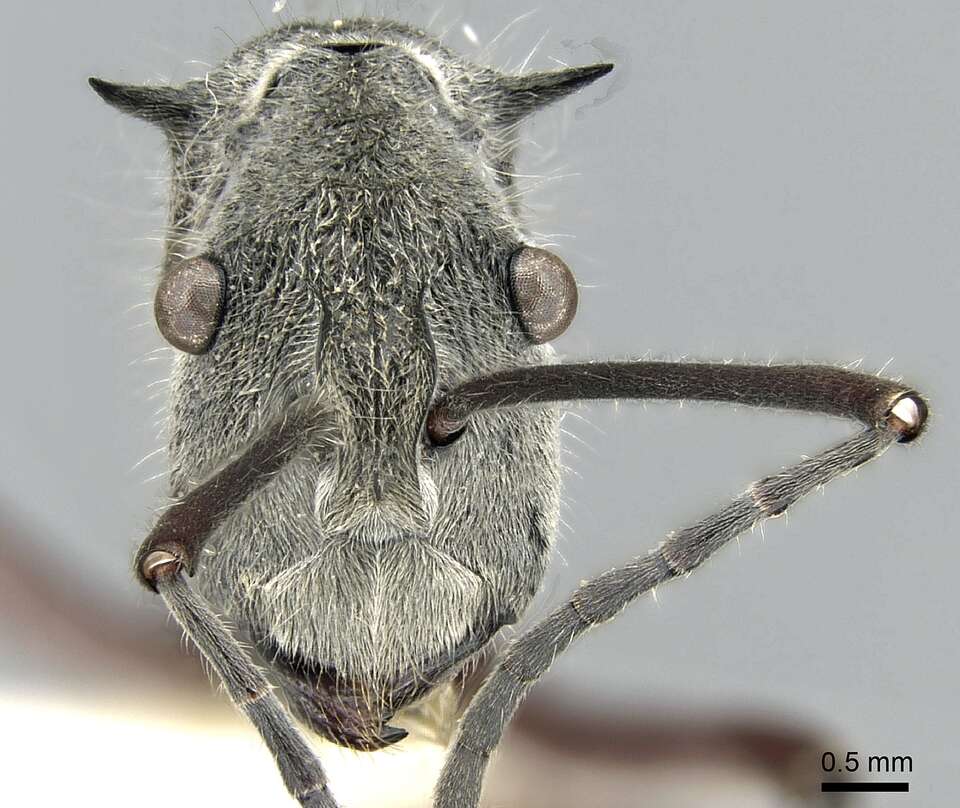 صورة Polyrhachis sexspinosa (Latreille 1802)