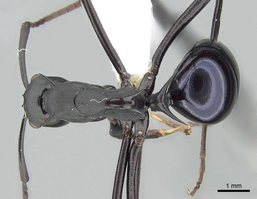 Plancia ëd Polyrhachis chalybea Smith 1857