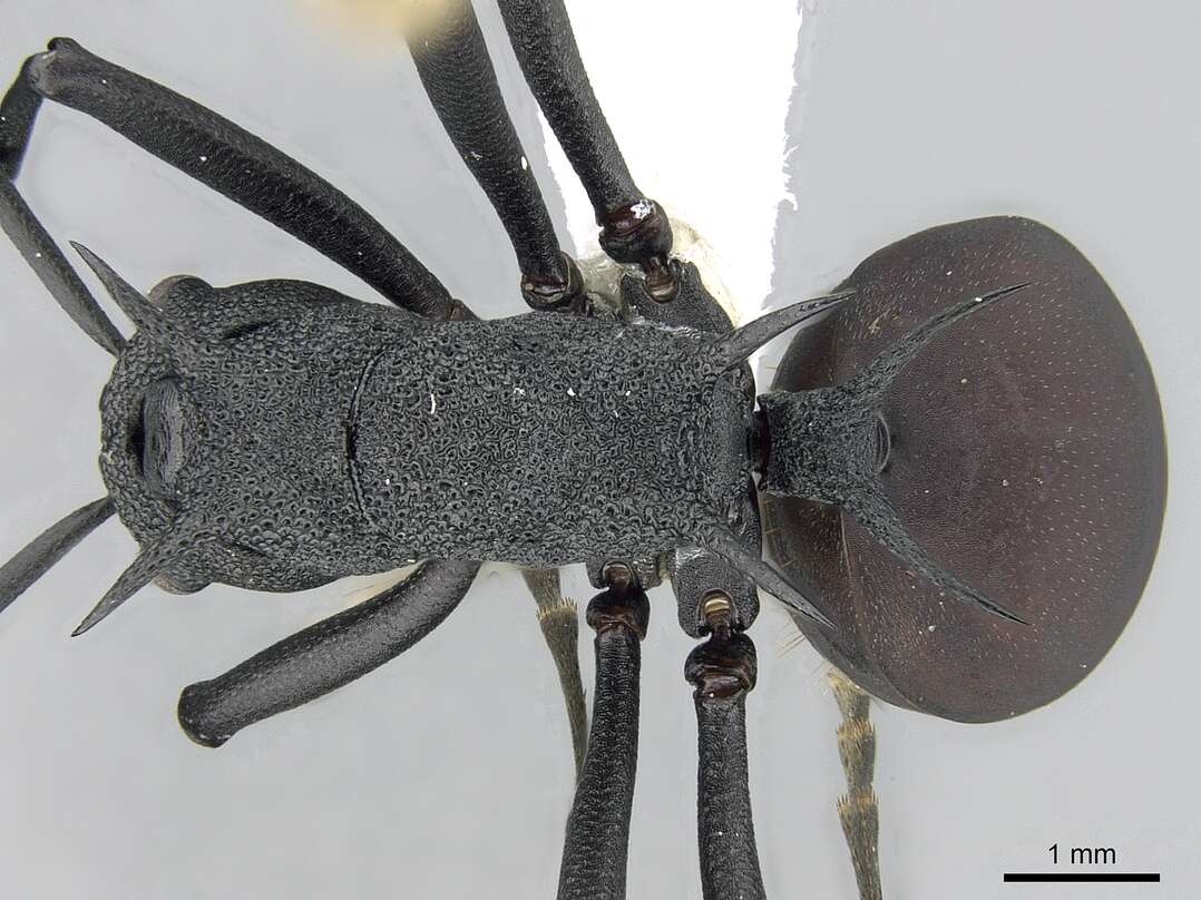 Image of Polyrhachis armata (Le Guillou 1842)