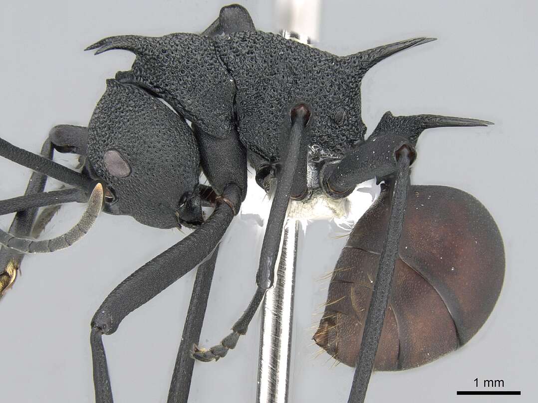 Image de Polyrhachis armata (Le Guillou 1842)