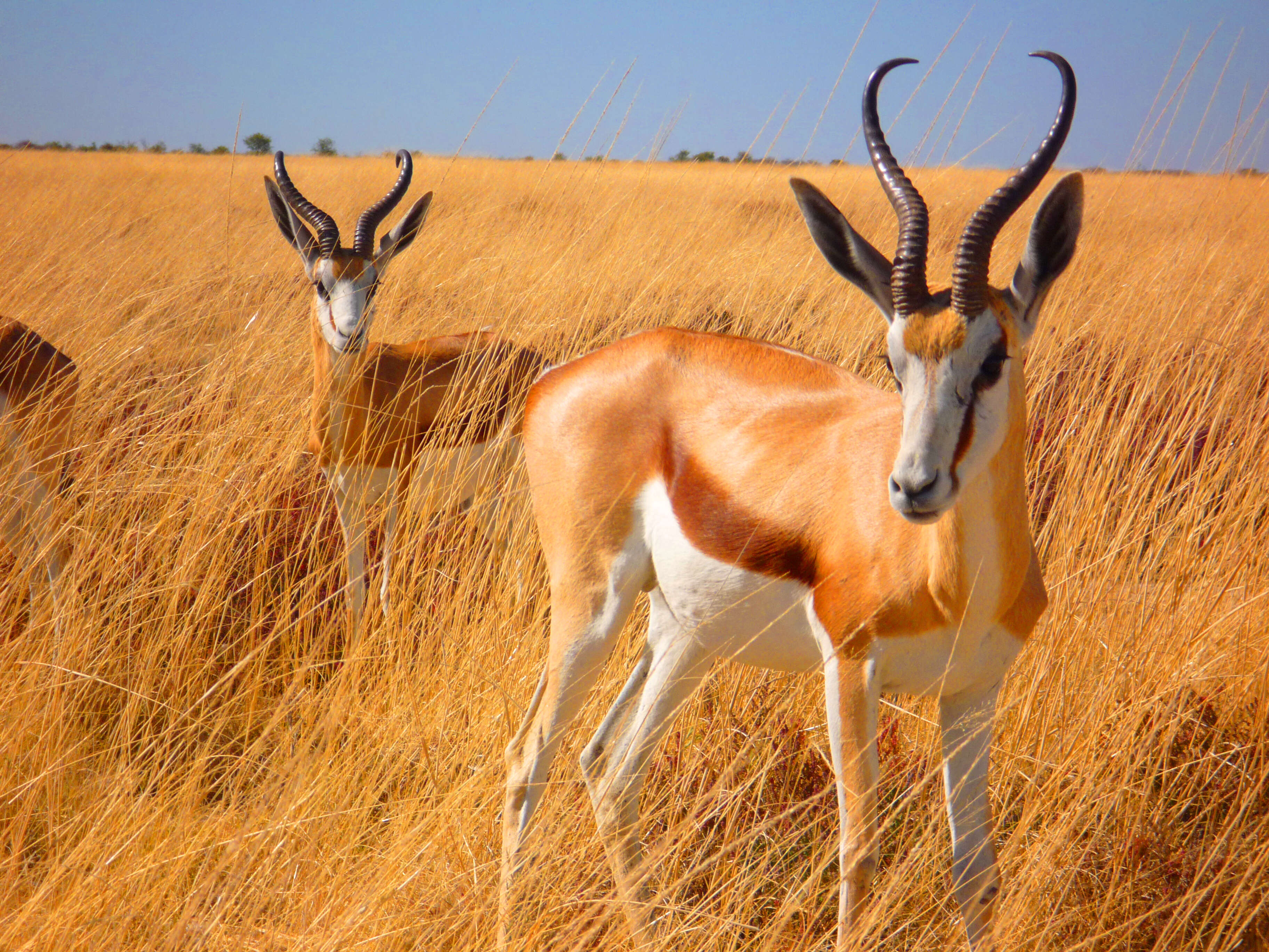 Image of Springbok