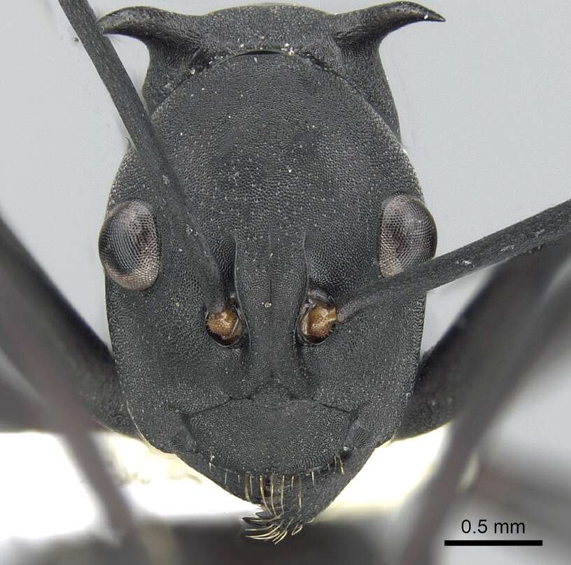 Image of Polyrhachis pressa Mayr 1862