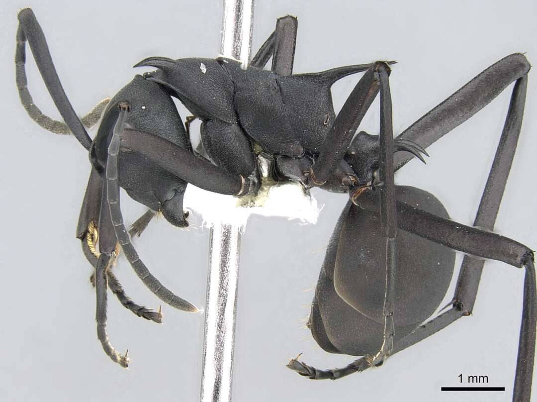 Image of Polyrhachis pressa Mayr 1862