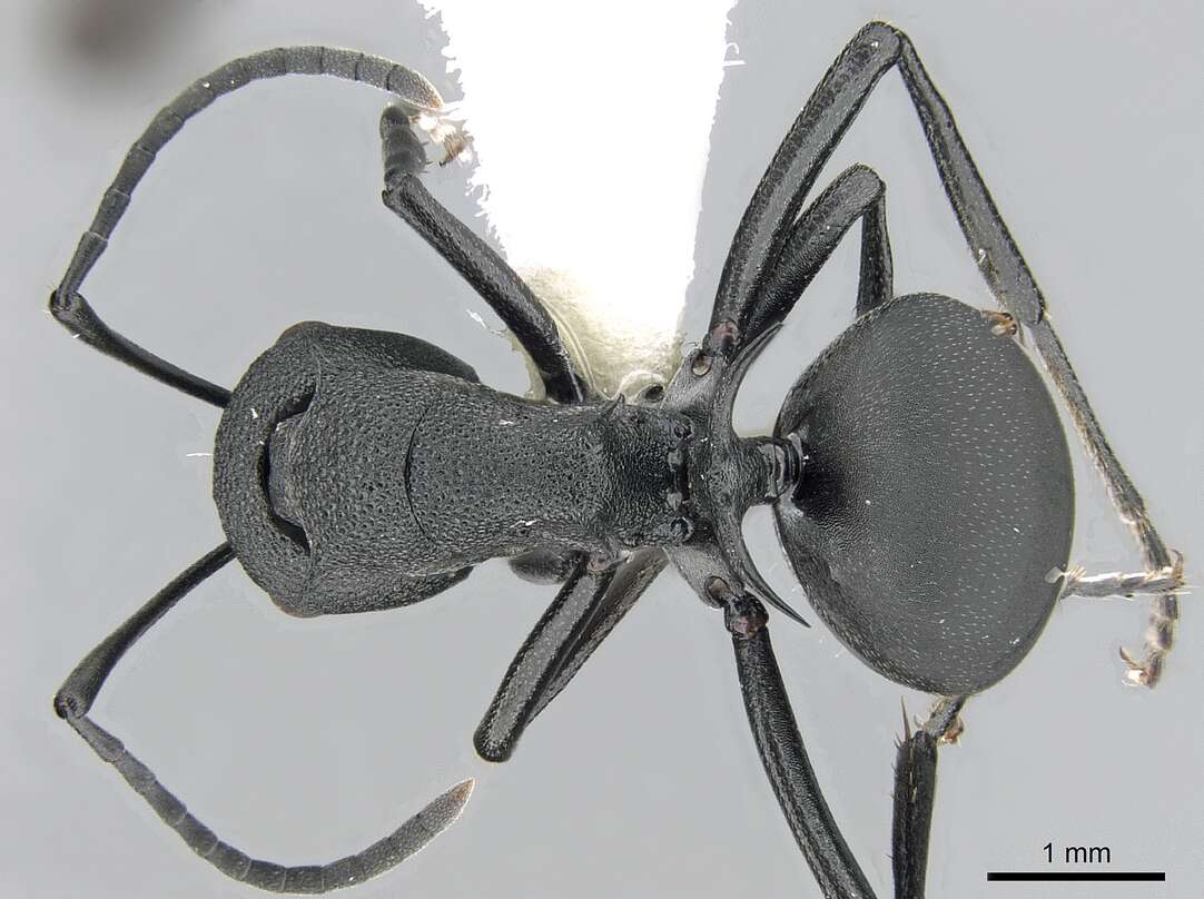 Image of Polyrhachis lacteipennis Smith 1858