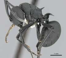 Image of Polyrhachis lacteipennis Smith 1858