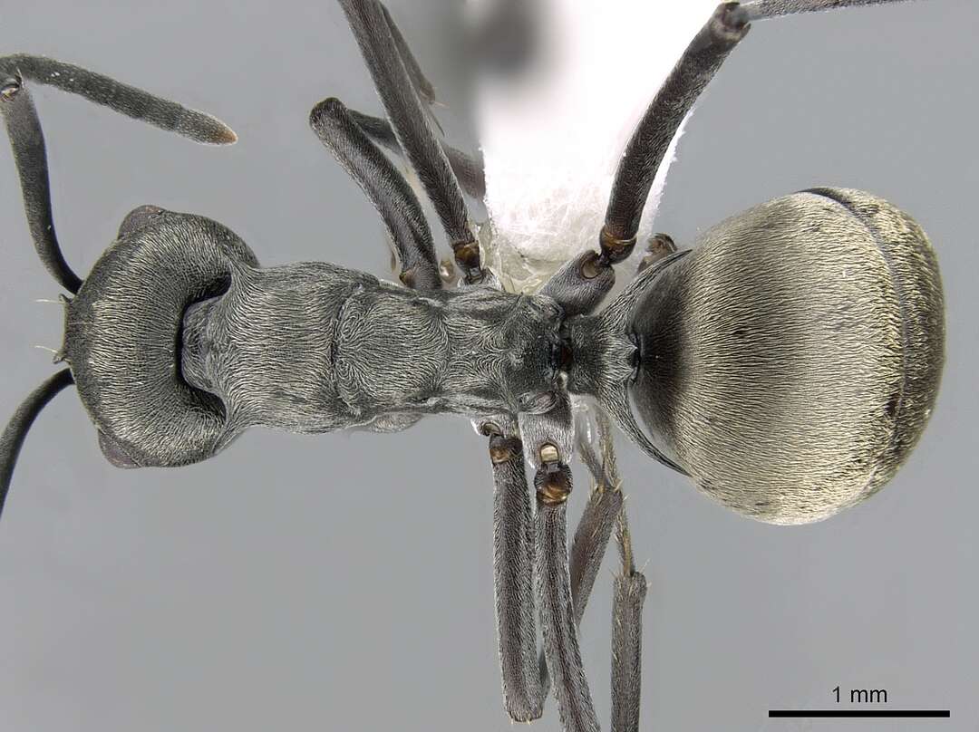 Image of Polyrhachis dives Smith 1857