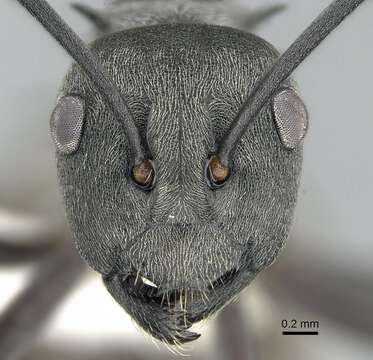 Image of Polyrhachis dives Smith 1857