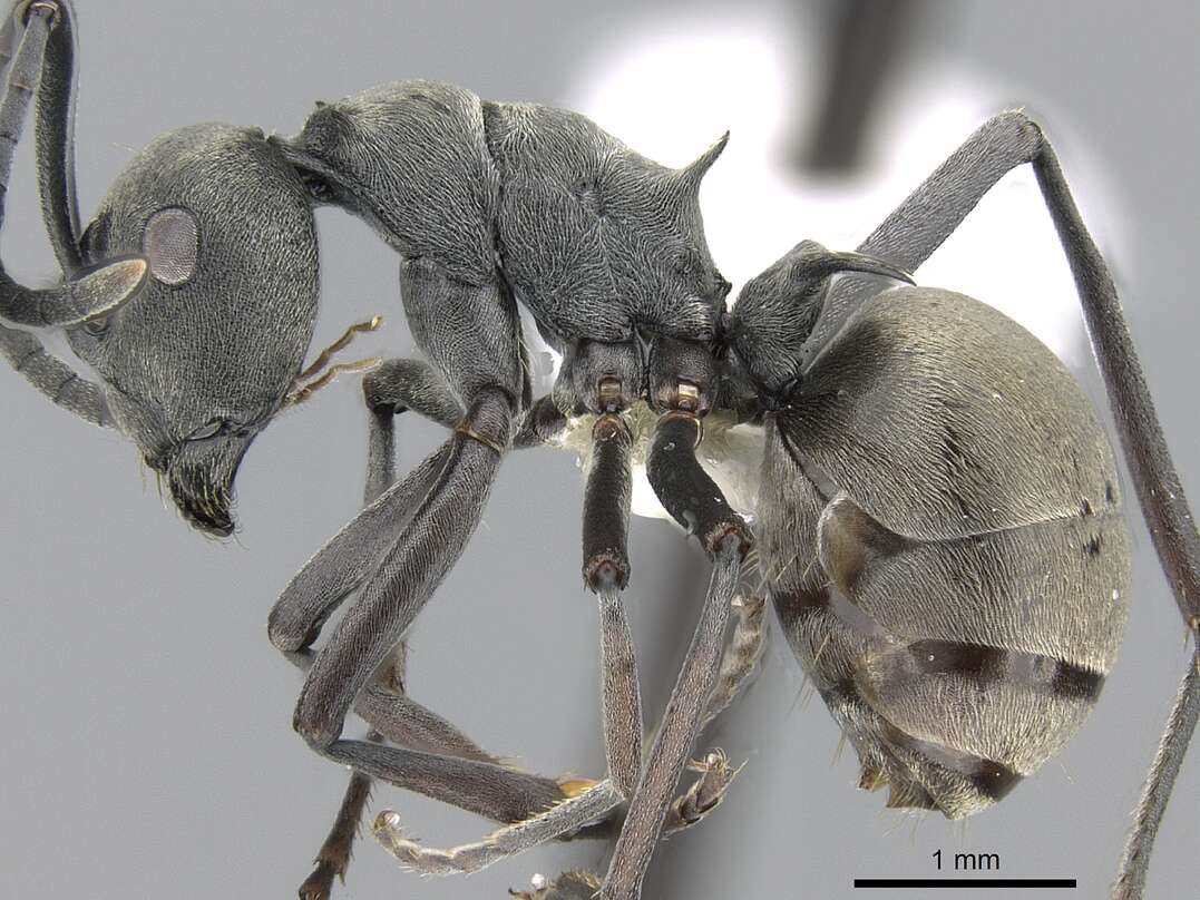 Image of Polyrhachis dives Smith 1857