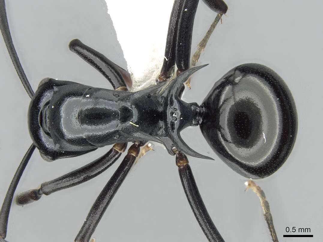 Image de Polyrhachis mucronata Smith 1859