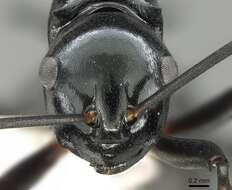 Image de Polyrhachis mucronata Smith 1859