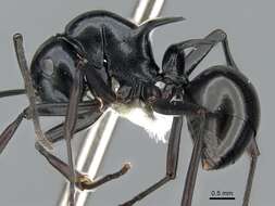 Image de Polyrhachis mucronata Smith 1859