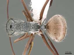 Image of Polyrhachis bicolor Smith 1858