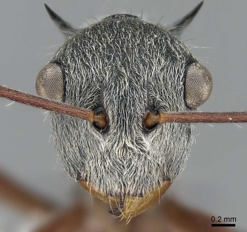 Image of Polyrhachis bicolor Smith 1858