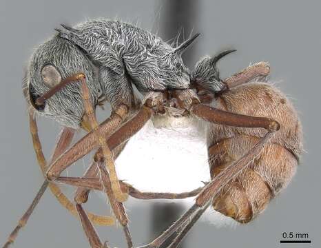 Image de Polyrhachis bicolor Smith 1858