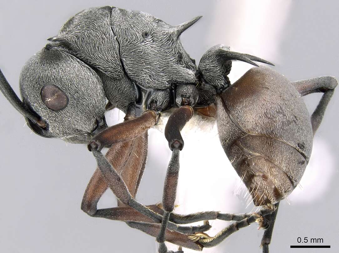 Image de Polyrhachis tibialis Smith 1858