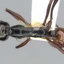 Image de Polyrhachis nigriceps Smith 1863