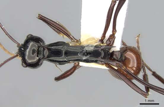 Image of Polyrhachis nigriceps Smith 1863