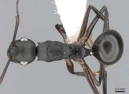 Image of Polyrhachis alphea Smith 1863