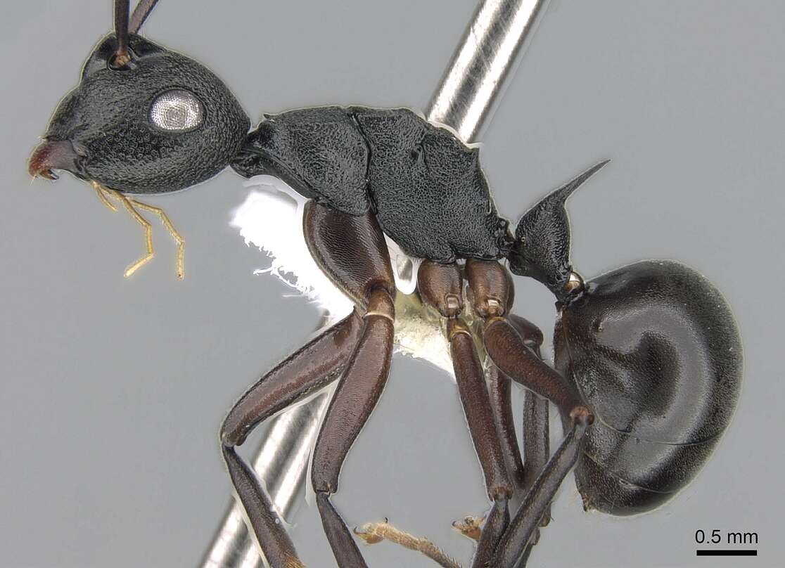 Image of Polyrhachis alphea Smith 1863