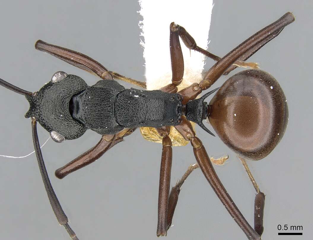 Image of Polyrhachis alphea Smith 1863