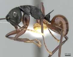 Image of Polyrhachis alphea Smith 1863