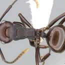 Image of Polyrhachis thrinax Roger 1863