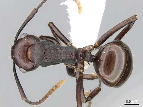 Image of Polyrhachis thrinax Roger 1863