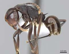 Image of Polyrhachis thrinax Roger 1863