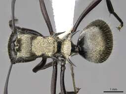 Image de Polyrhachis cupreata Emery 1895