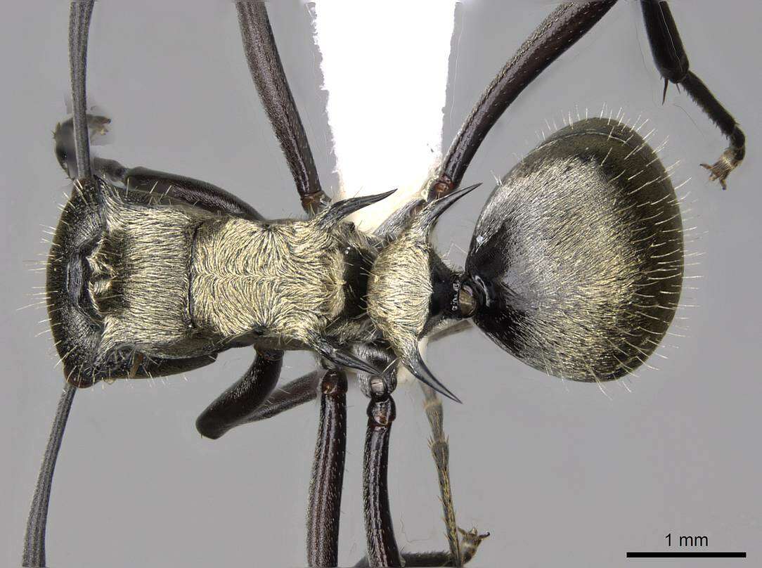 Image de Polyrhachis cupreata Emery 1895